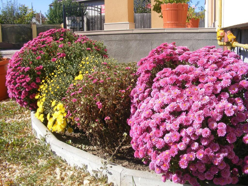 Pensiunea Queen Mary Sanpetru Ngoại thất bức ảnh